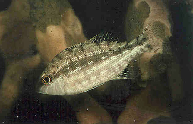 Lethrinus genivittatus